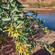 More beautiful flowers on the river close to our overnight staying place Tamssoult Ougmadane